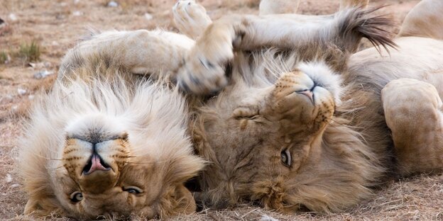 Zwei Löwen liegen aneinandergekuschelt nebeneinander und gucken gen Himmel