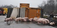 Ein umgestürzter Laster und Schweine auf der Autobahn