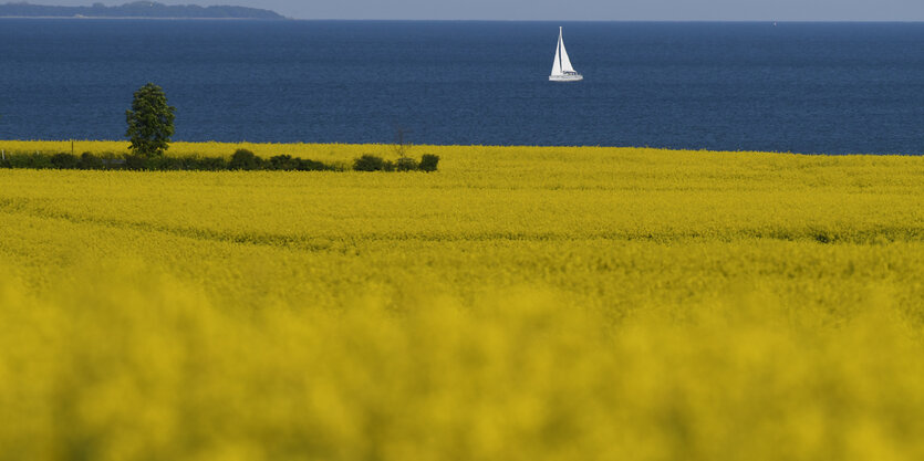 Ein Gewässer hinter Rapsfeldern. Darauf fährt ein Segelboot