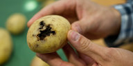 Eine Kartoffel mit einer schwarzen Stelle