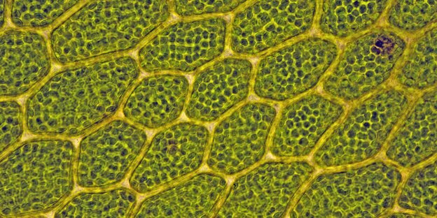 Zellstruktur eines Laubmooses: In den Zellen sind zahlreiche Chloroplasten erkennbar