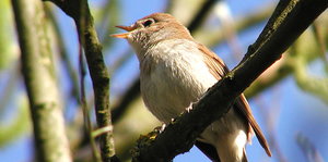 Ein kleiner Vogel sitzt mit geöffnetem Schnabel auf einem Ast