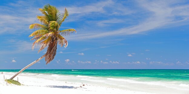 Eine einzelne Palme steht an einem weißen Sandstrand. Der Himmel ist blau
