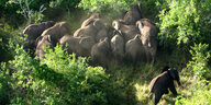 Eine Luftaufnahme. Eine Elefantenherde zwischen Bäumen