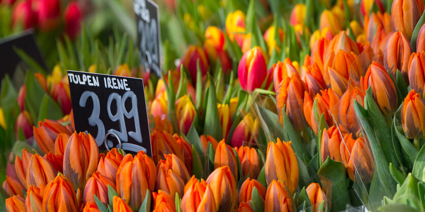 Tulpen in einem Blumenladen