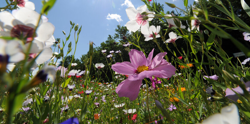 Eine Wiese mit vielen unterschiedlichen Blumen