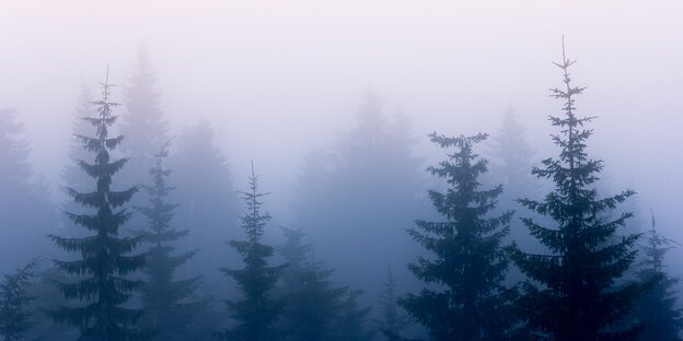 Baumspitzen im Nebel
