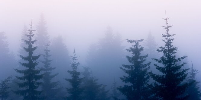 Baumspitzen im Nebel