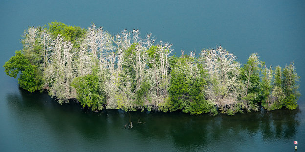 Eine Insel voller mit Vogelkot verschmierter Bäumer