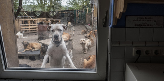 Ein Hund guckt durch ein geschlossenes Fenster