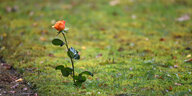 Eine orange Rose steht am Wegrand