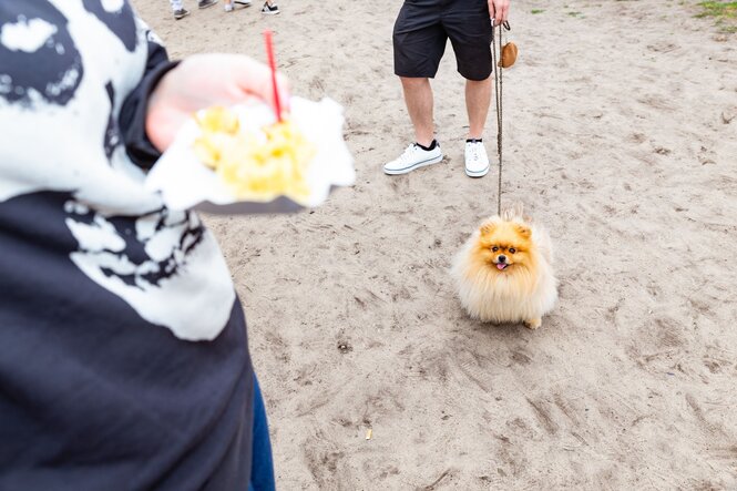 Ein kleiner Hund schaut auf einen Teller