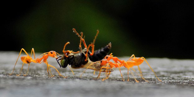 Ameisen tragen eine tote Fliege