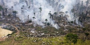 Luftfoto eines Stück brennenden Regenwalds, am Rand grasen Kühe