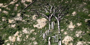 Luftfoto einer verwüsteten Landschaft, in der zwei große tote Bäume liegen