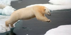 Ein Eisbär spring von Eisscholle zu Eisscholle