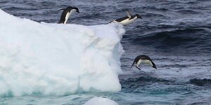 Adelie-Pinguine springen von einem Eisblock ins Wasser
