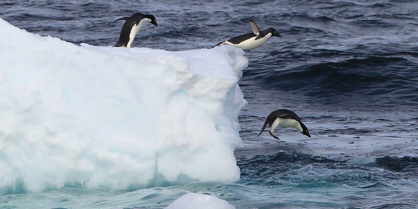 Adelie-Pinguine springen von einem Eisblock ins Wasser