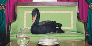 Schwarzer Schwan sitzt auf einem Sofa