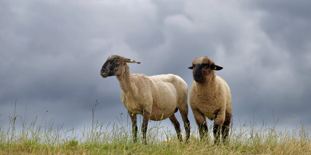 Schafe im Heidekreis bei Walsrode