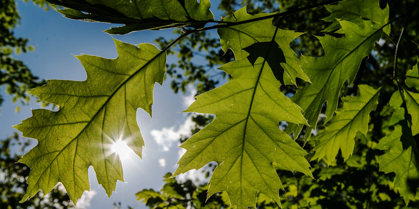 Blätter im Gegenlicht