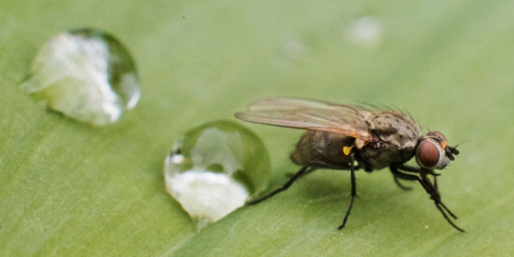 Fliege auf einem Blatt