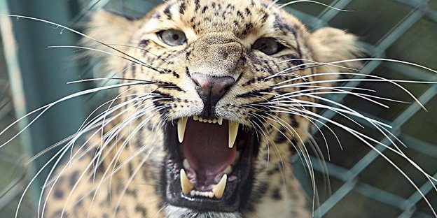 Ein Leopard zeigt Zähne