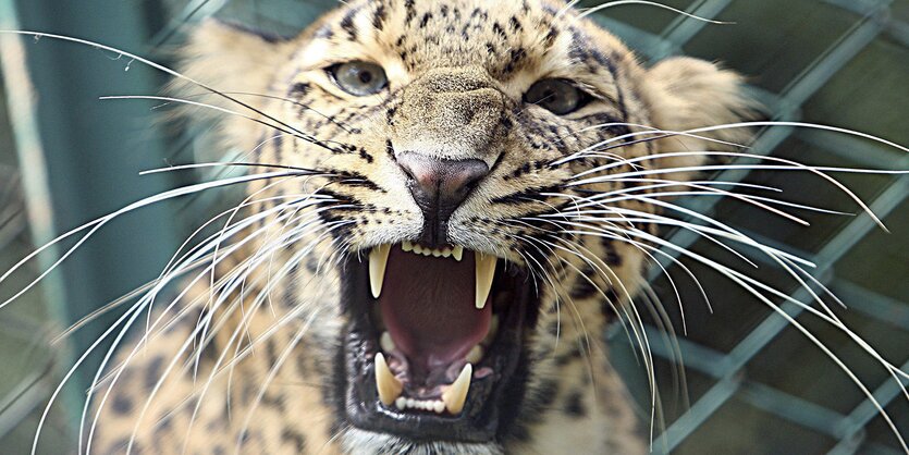 Ein Leopard zeigt Zähne