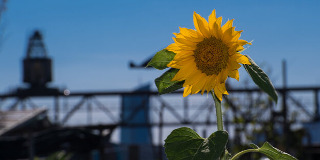Im Hafen-Garten von Offenbach ist eine Sonnenblume vor einem Kohlekran zu sehen