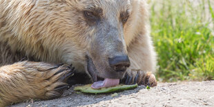 Ein Braunbär eine Melonenschale aus