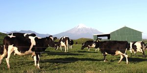 Kühe vor einem Berg in Neuseeland