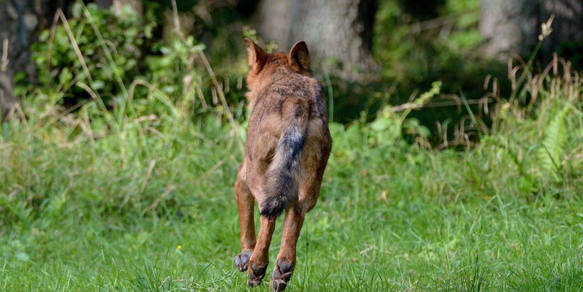 Wolf rennt weg in den Wald