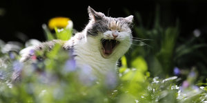 Eine Katze gähnt in einem Garten