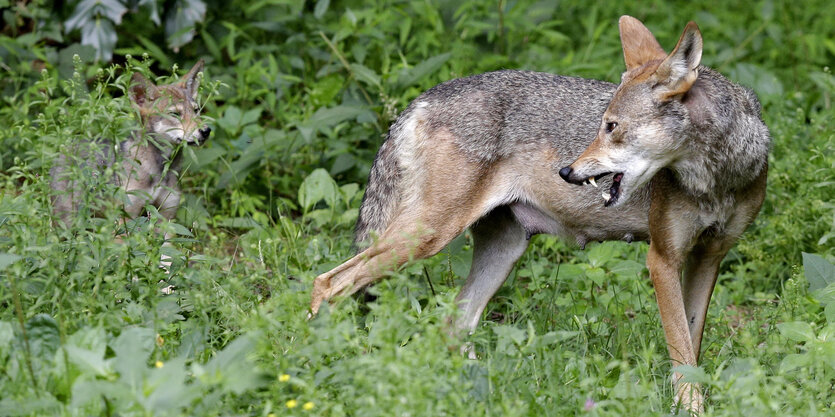 Zwei Wölfe im Wald