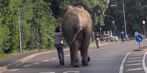 Ein Elefant läuft eine Straße entlang