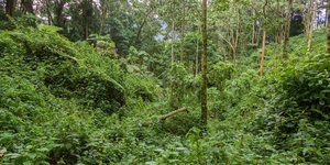 Bäume und Gebüsch im Regenwald