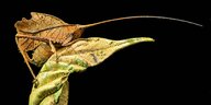 Auf einem grünen Blatt sitzt eine Laubheuschrecke, als altes Blatt getarnt