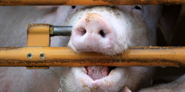 Schwein beißt beim Tiertransport auf Gitterstab