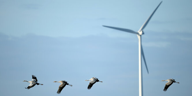 Vier Kraniche fliegen an einem Windrad vorbei