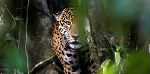 Ein Jaguar liegt auf einem Baum im brasilianischen Mamirauá Sustainable Development Reserve.