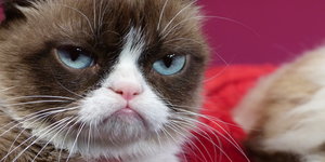 Grumpy Cat, das Original