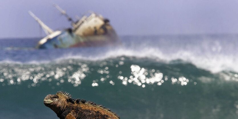 Ein Reptil an einem Strand vor einem auf Grund gelaufenen Schiff