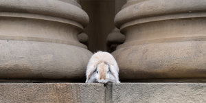 Ein Kaninchen sitzt vor zwei Säulen