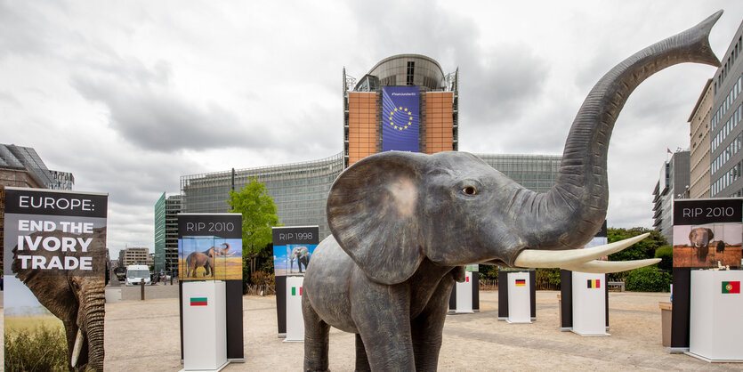 Ausstellung der illegal gehandelten Produkte aus Elfenbein vor der Europäischen Kommission