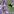 Eine Hummel fliegt auf Lavendelblüten zu