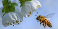 Eine Honigbiene fliegt auf eine Kirschblüte zu