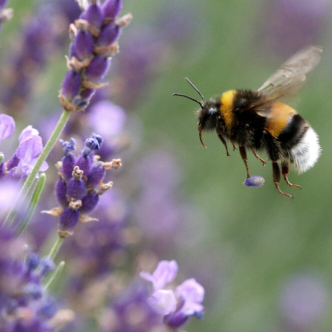 Eine Hummel fliegt auf Lavendelblüten zu