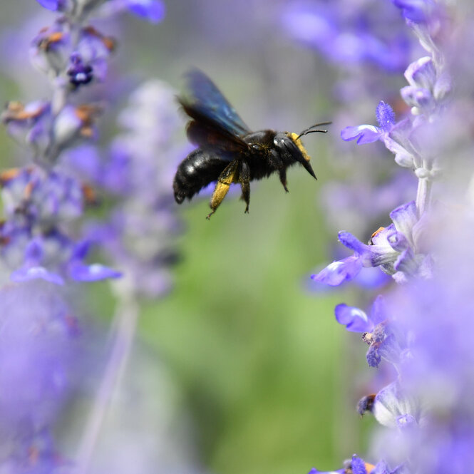 Eine Wildbiene fliegt auf Salbeiblüten zu