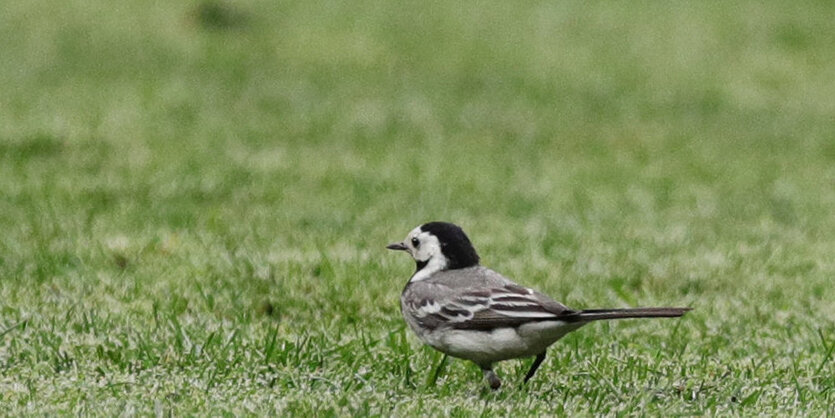 Ein Vogel auf dem Rasen eines Fußballstadions