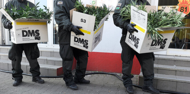 Uniformierte tragen Kisten mit Hanfpflanzen